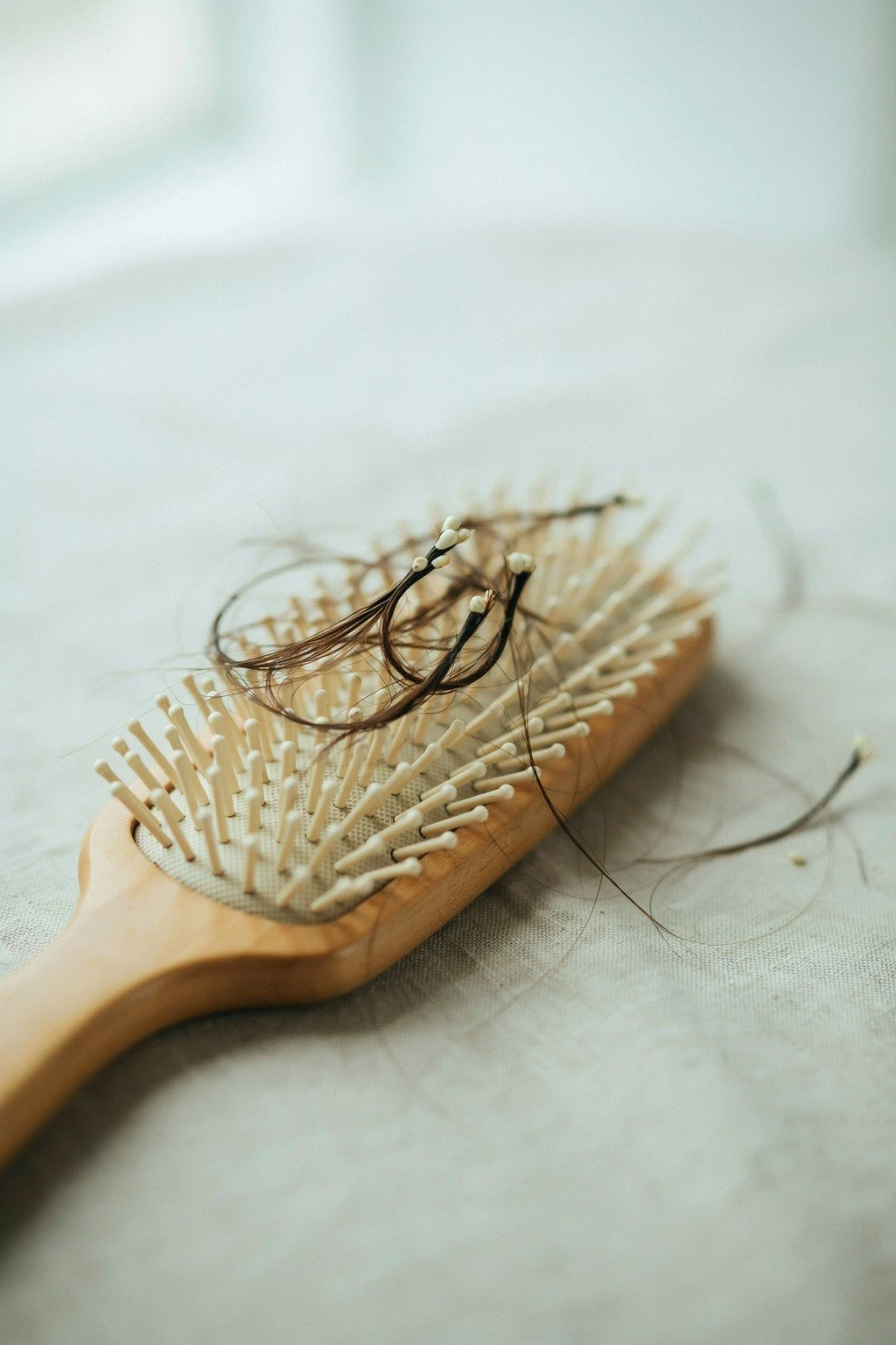 Hair strands with visible white bulbs collected from a hairbrush, representing normal telogen shedding
