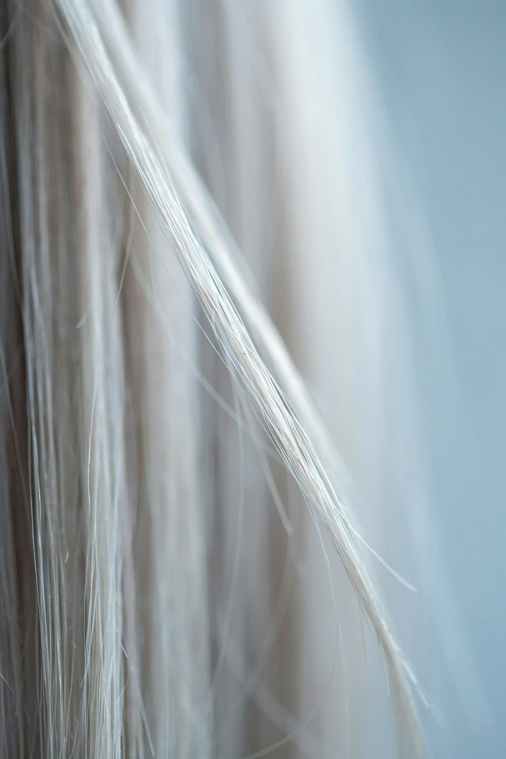 Close crop of silver hair showing its coarser, wirier structure and the way it reflects light differently from pigmented hair